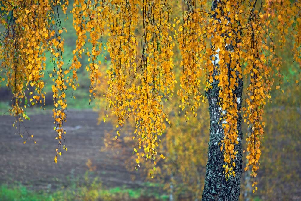 Weeping Silver Birch Tree Seeds for Planting | 250+ Seeds | Betula pendula, High