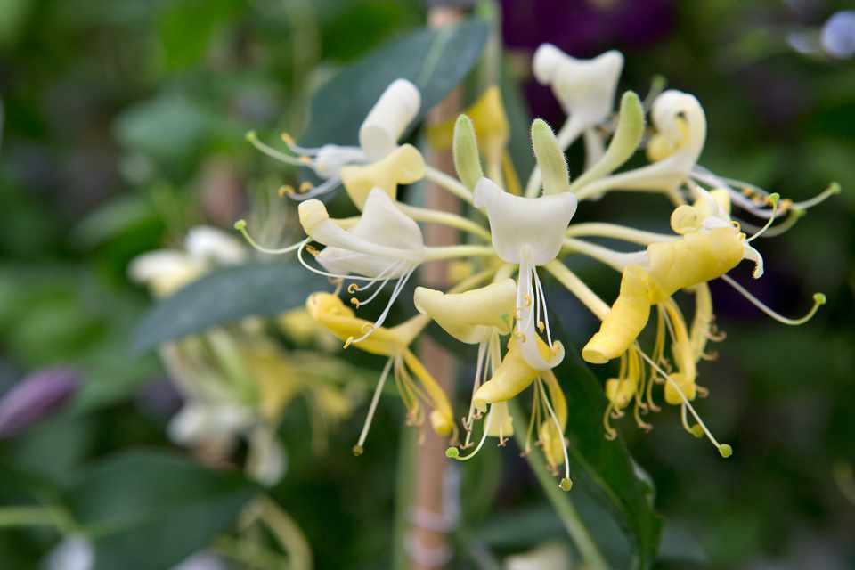 20 pc Japanese Honeysuckle Plant Vine Seed Organic Natural Grown Edible Vine