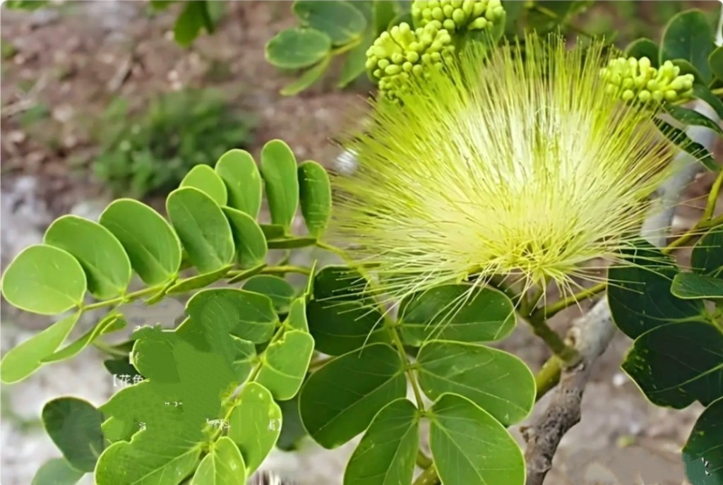 100 Mimosa Silk Tree Seeds Albizia Julibrissin Persian Silk Tree Yellow Blooms