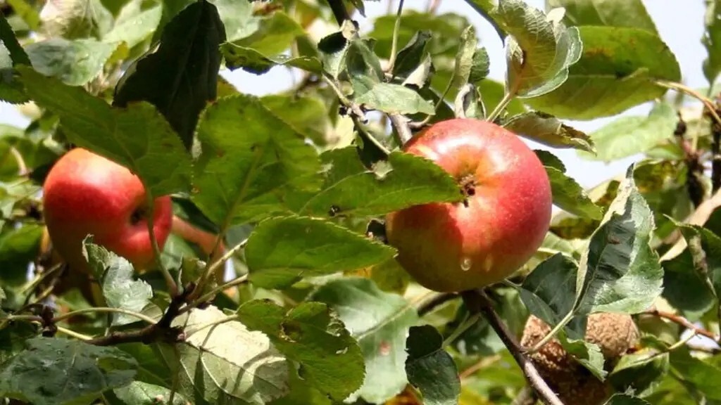 40 Paradise Apple Seeds (Malus domestica) | Edible Fruit Tree, Free Shipping #29