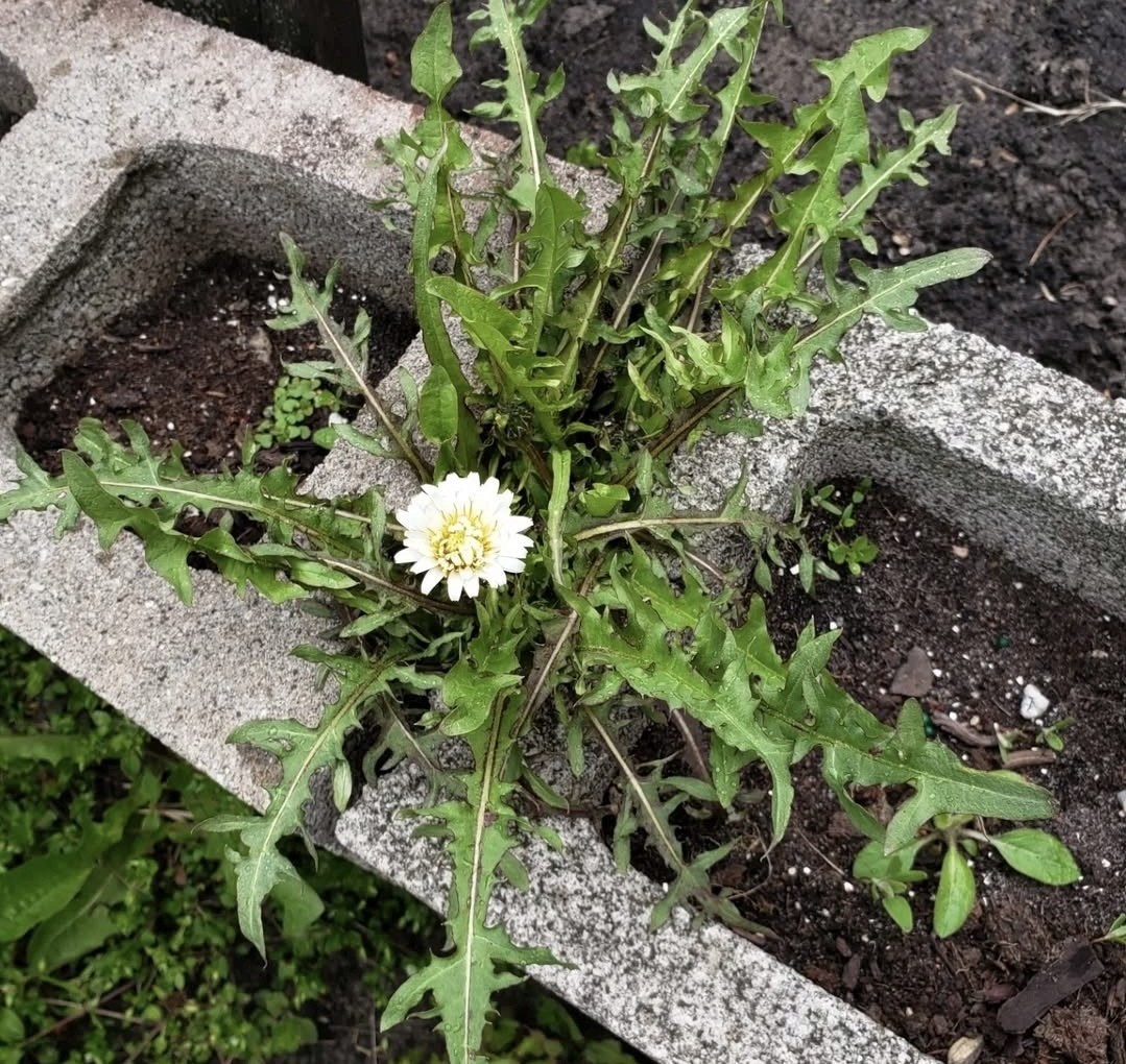 Japanese White Dandelion Seeds RARE 10 Organic Seeds *FREE SHIPPING*