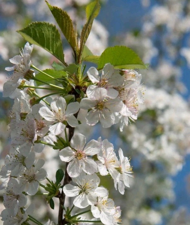 (50) Seeds of Yellow Rainier Cherry (Prunus Avium) Sweet Fruit Tree Seed Pits