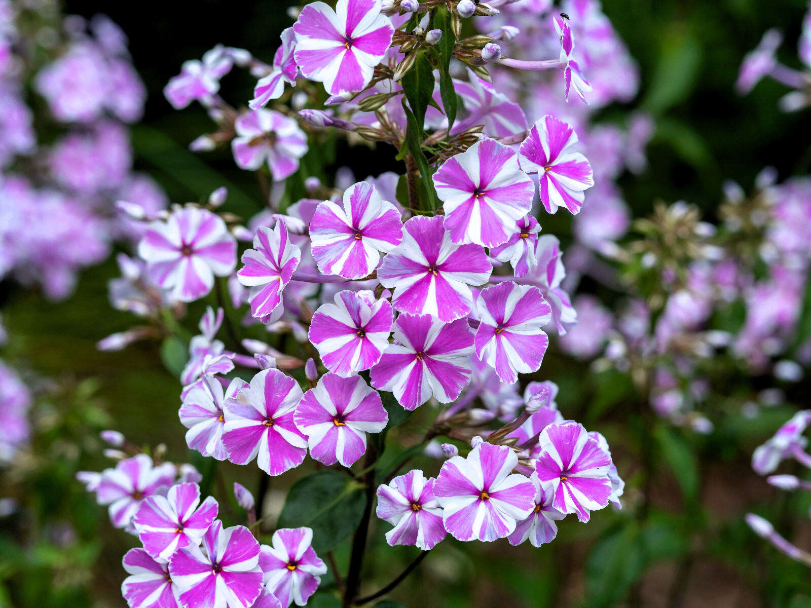 20 MEADOW PHLOX Maculata Mixed Colors Wild Sweet William Native Flower Seeds