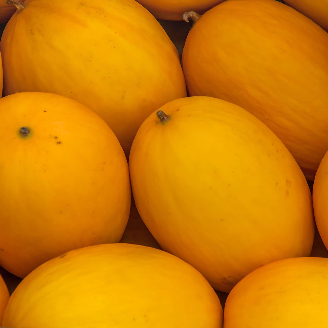 Fresh Juicy Canary Melon Seeds | Golden Yellow | Heirloom | Non-GMO | Fruit Seed