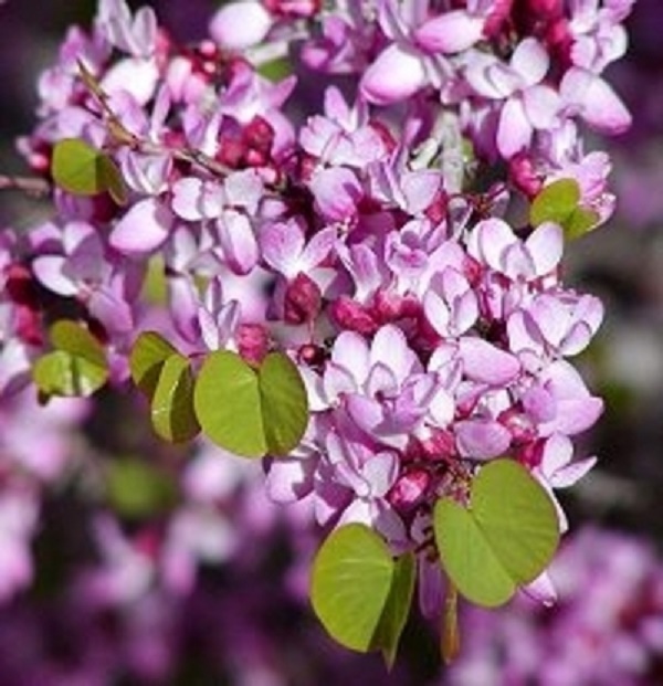 20 GRIFFITH REDBUD SEEDS – Cercis griffithii