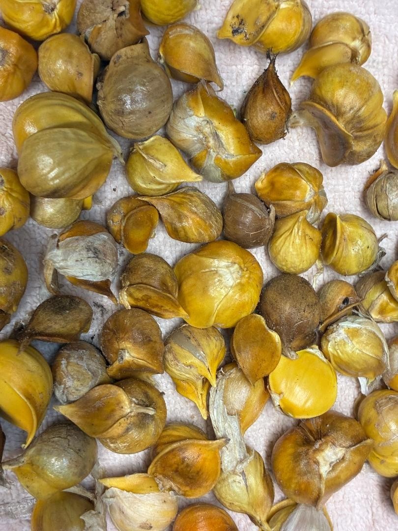 20 Elephant Garlic Corms (small bulbs-NOT seeds)