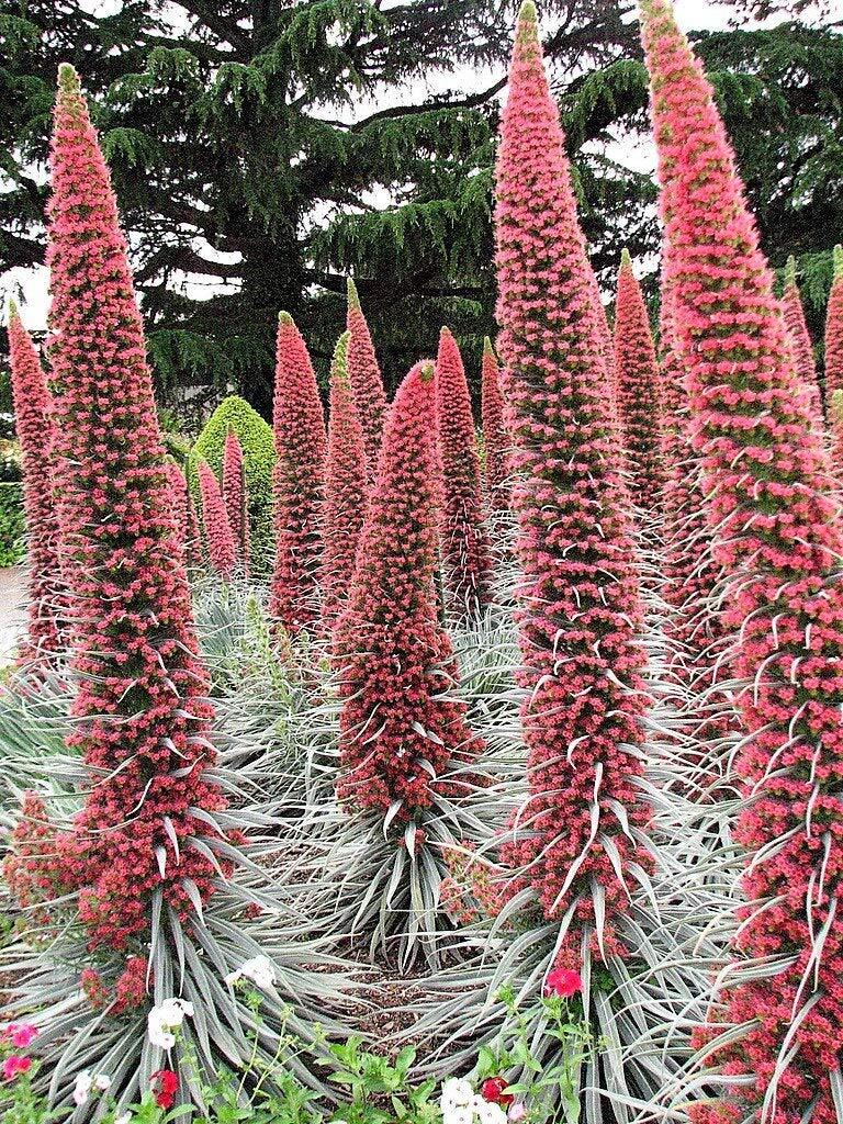 Seeds: 25 Tower of Jewels Red Bugloss Echium Wildpretii Ruby Hummingbird Flower