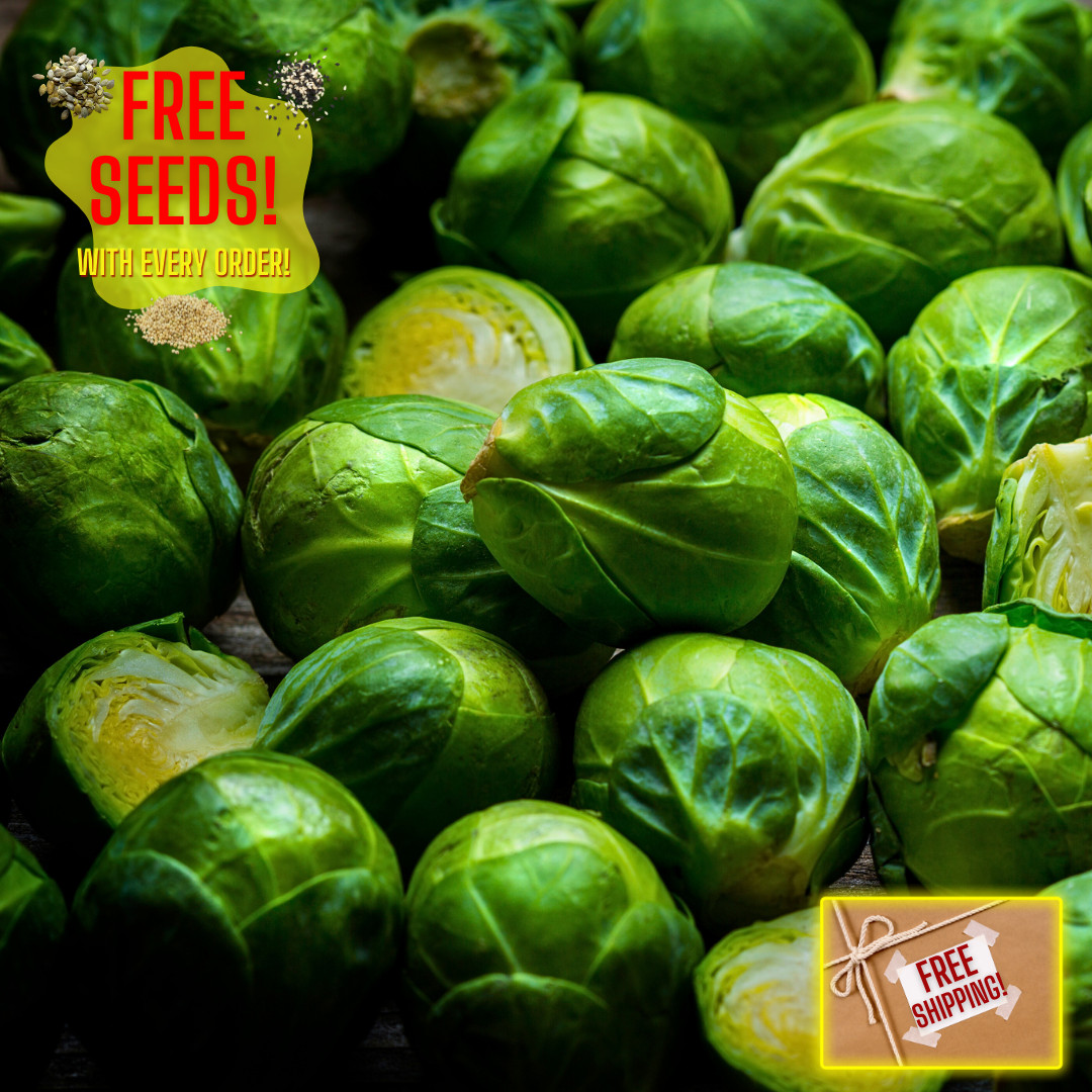 Fresh Long Island Brussels Sprouts Seeds | Heirloom Non-GMO | Vegetable Seeds