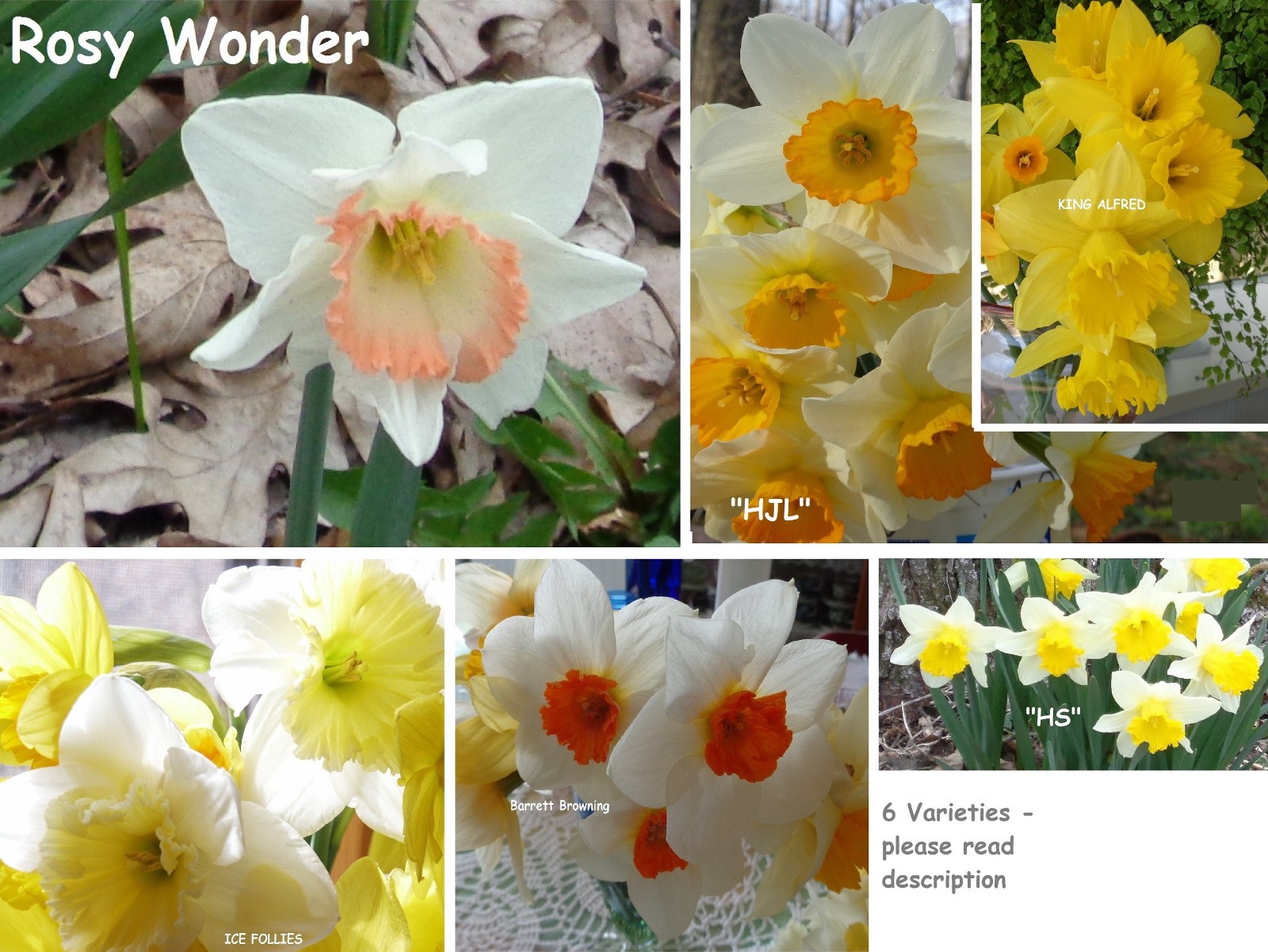 240 DAFFODIL BULBS 6 kinds incl Pink *PlsREAD* Narcissus Jonquils FromMyGarden