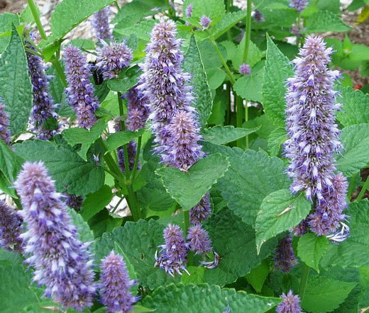 ANISE HYSSOP BLUE SPIKE Agastache Foeniculum – 120 Bulk Seeds