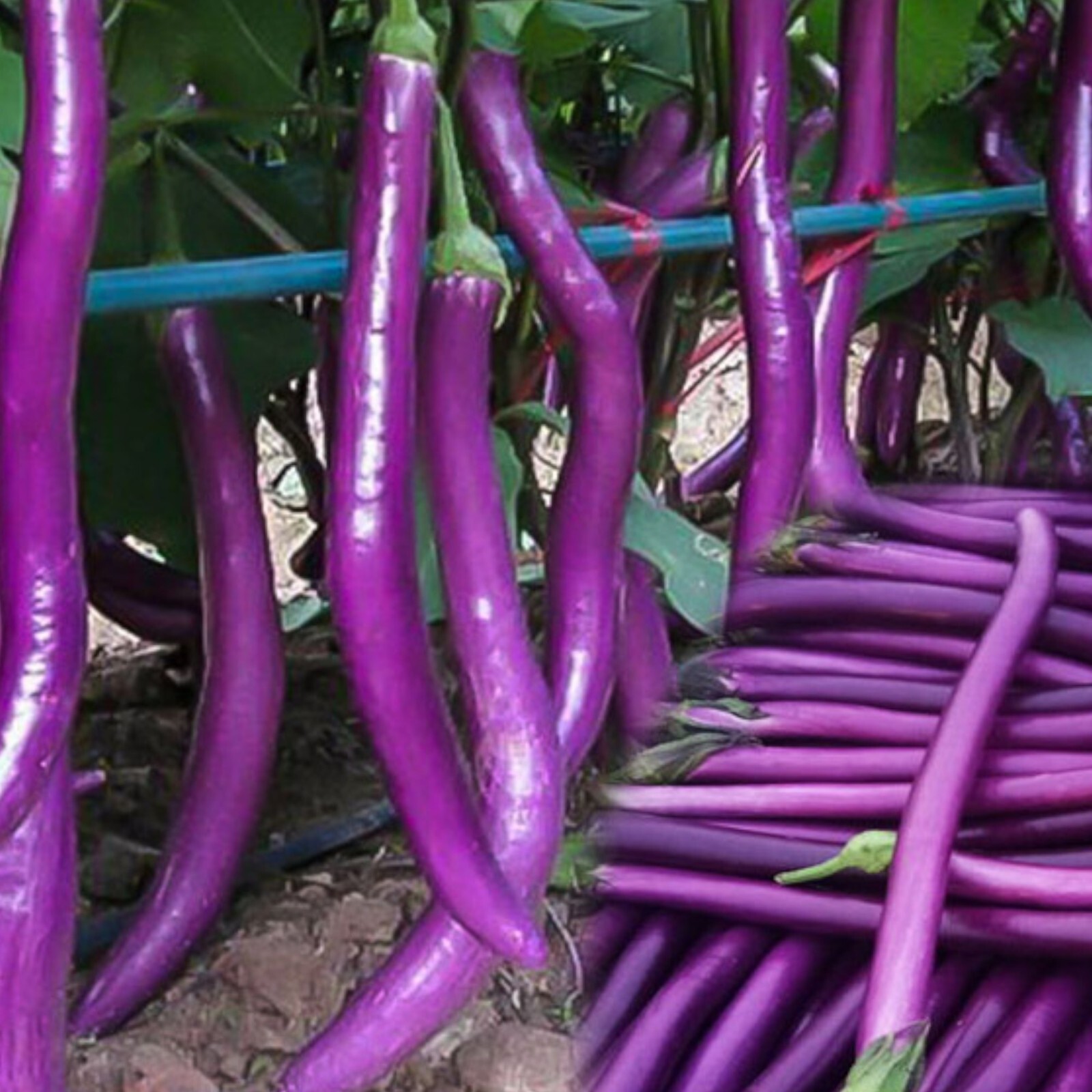 350pcs Long Purple Eggplant Seeds – Heirloom Variety, Non-GMO Vegetable Seed.