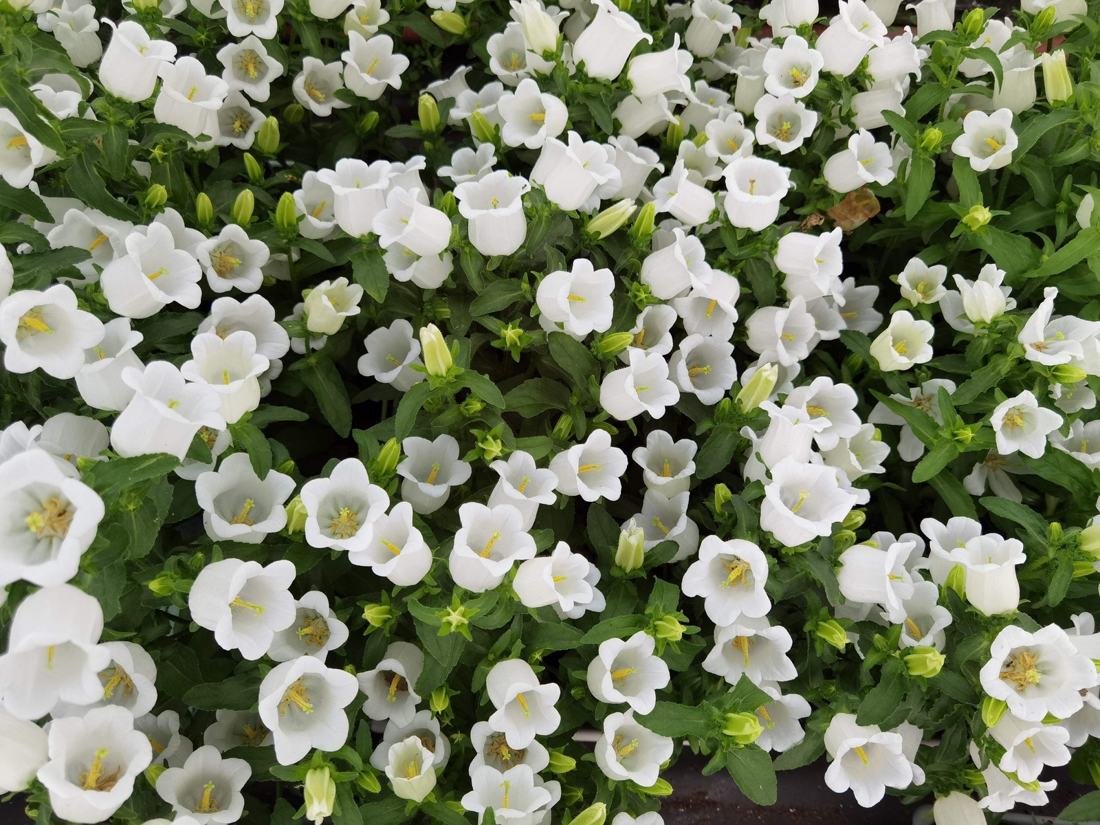 200 WHITE CANTERBURY BELLS – CAMPANULA Medium Flower Seeds *Comb S/H