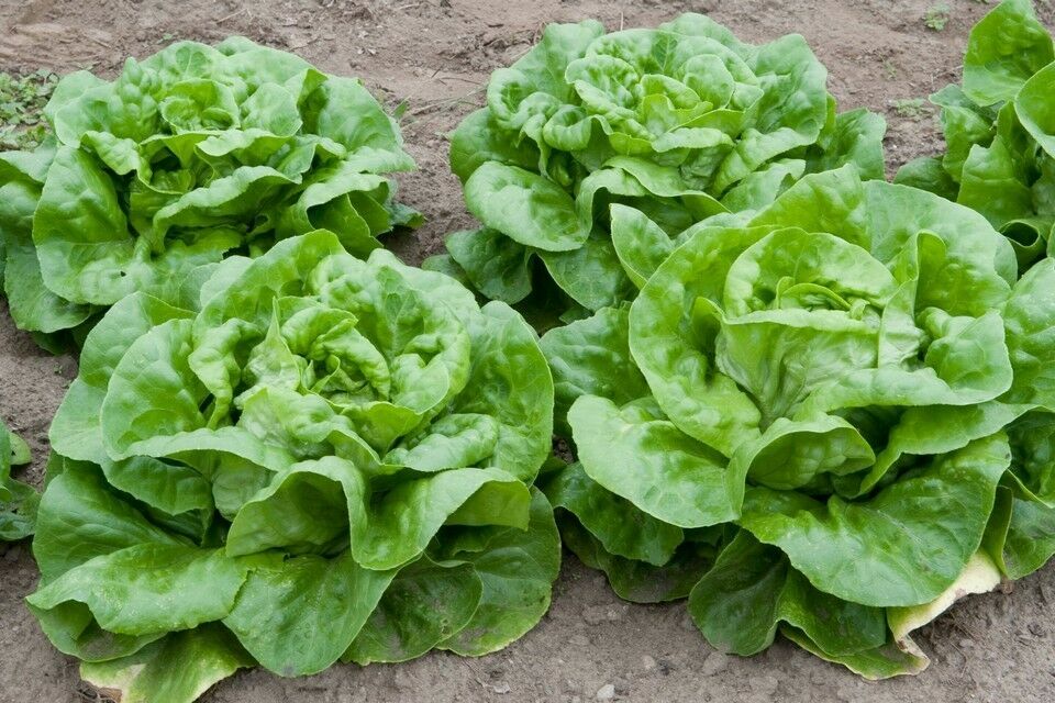 1000 Butter Crunch Butterhead Leaf Lettuce Seeds