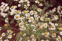Feverfew Tanacetum parthenium 2,000 seeds
