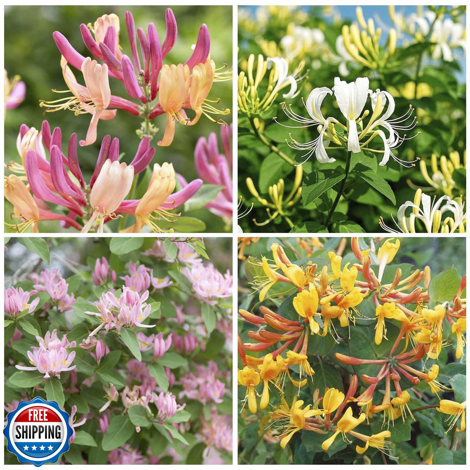 210+ Mix Honeysuckle Seeds for Planting in Home Garden- Non-GMO Honeysuckle P…