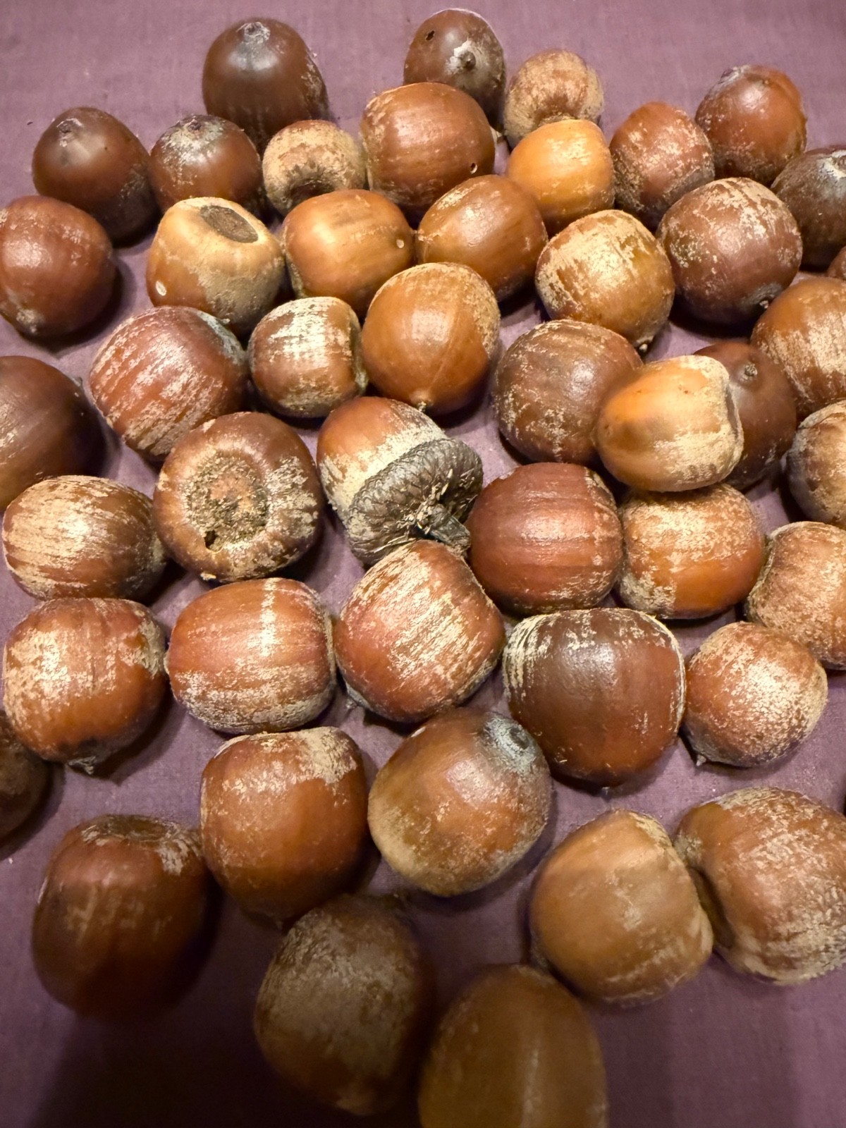 67 NORTHERN RED OAK ACORNS–Gathered Wild in PA—2025–FREE SHIPPING