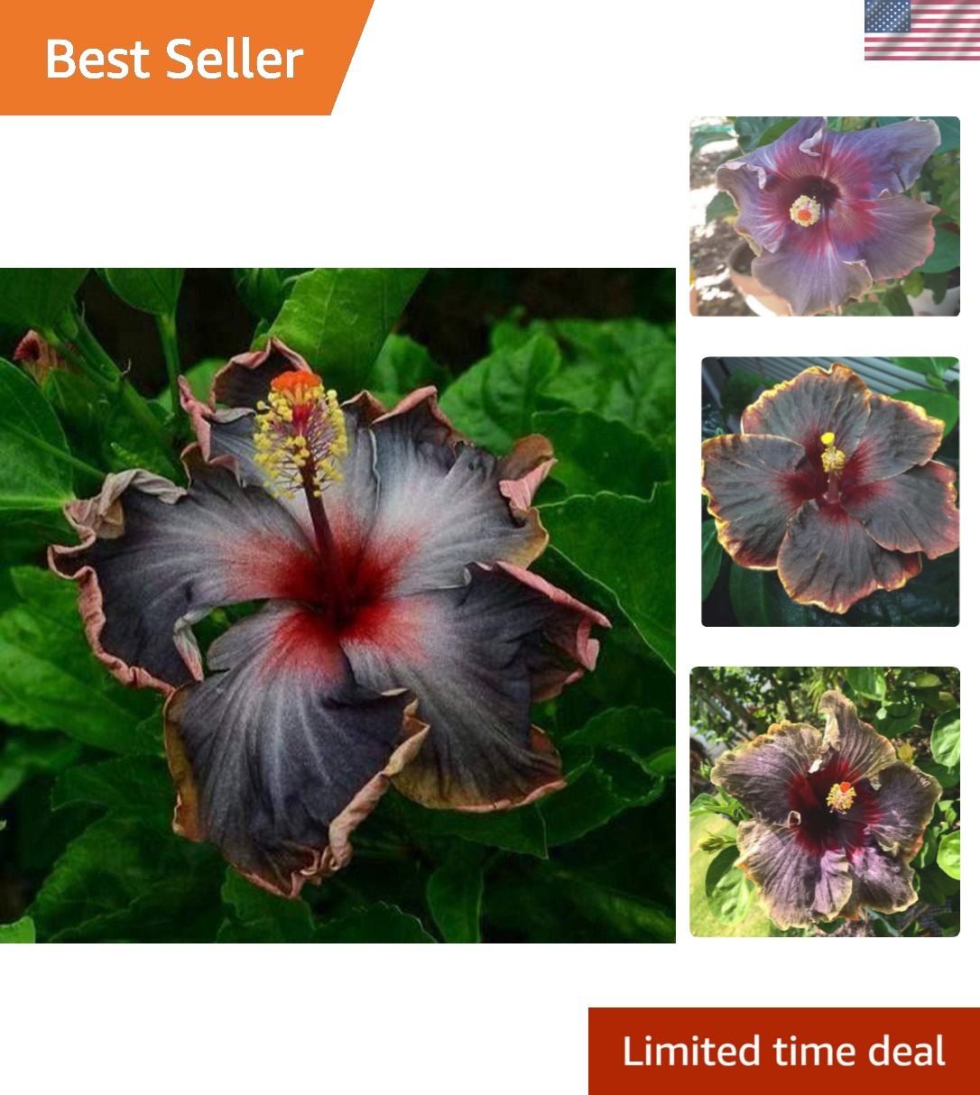 Exotic 20PCS Heirloom Hibiscus Seeds – Large Showy Blossoms for Culinary Use