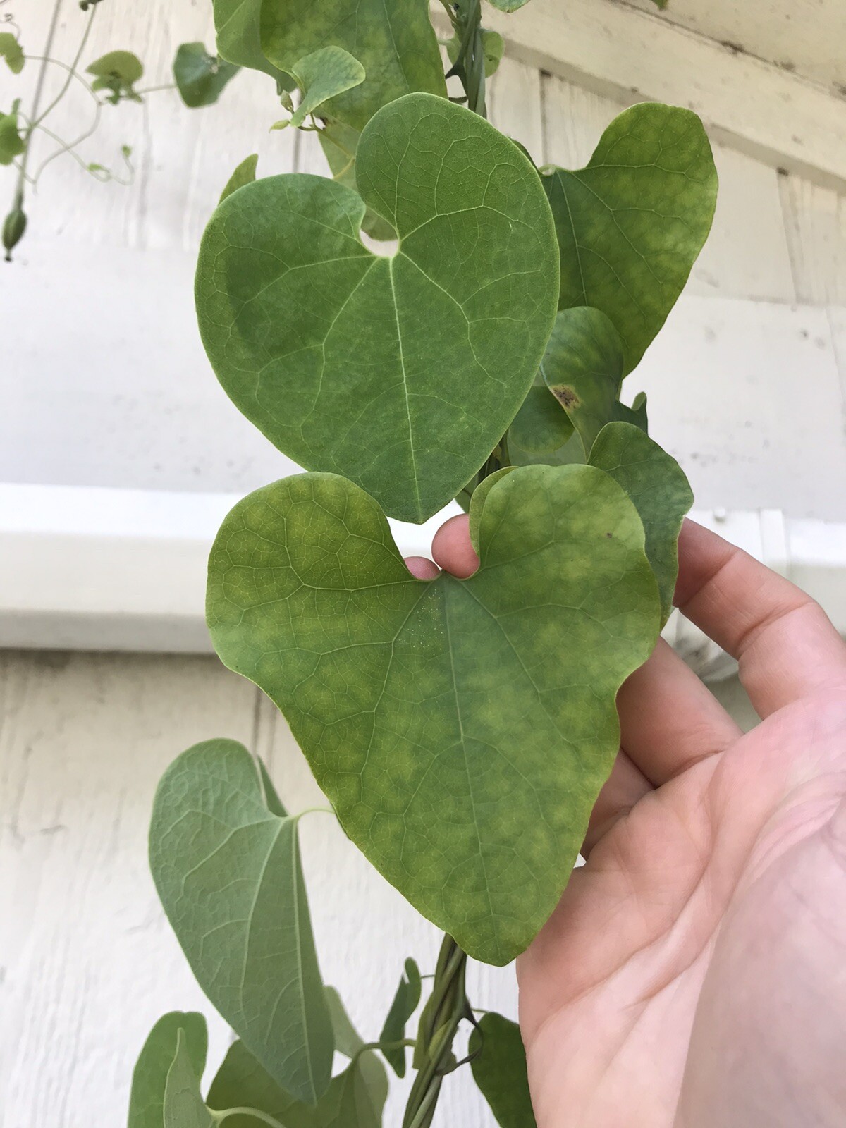 Aristolochia elegans littoralis 10 seeds