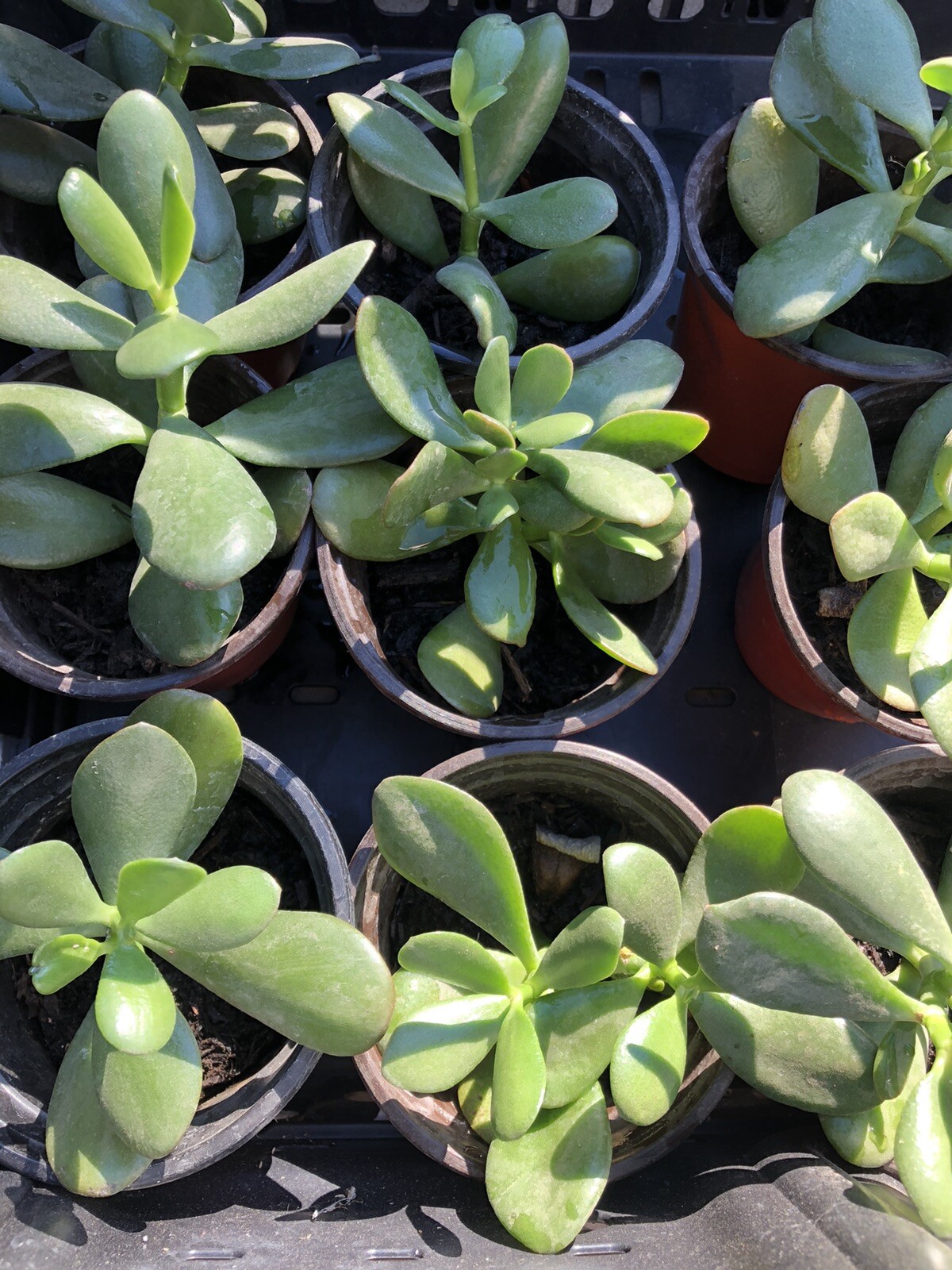 3 Jade Plant Fresh Cutting Money Plant Ready To Plant No Root