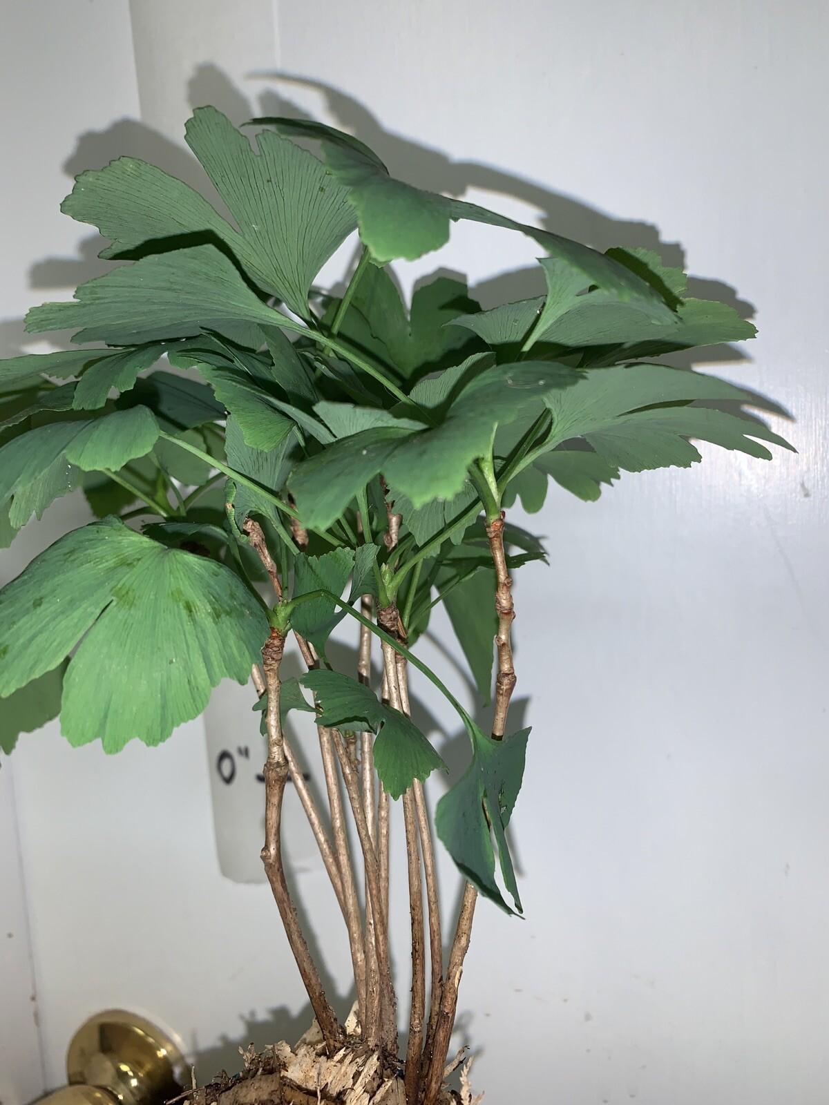 6+ ginkgo biloba plants 1 year old