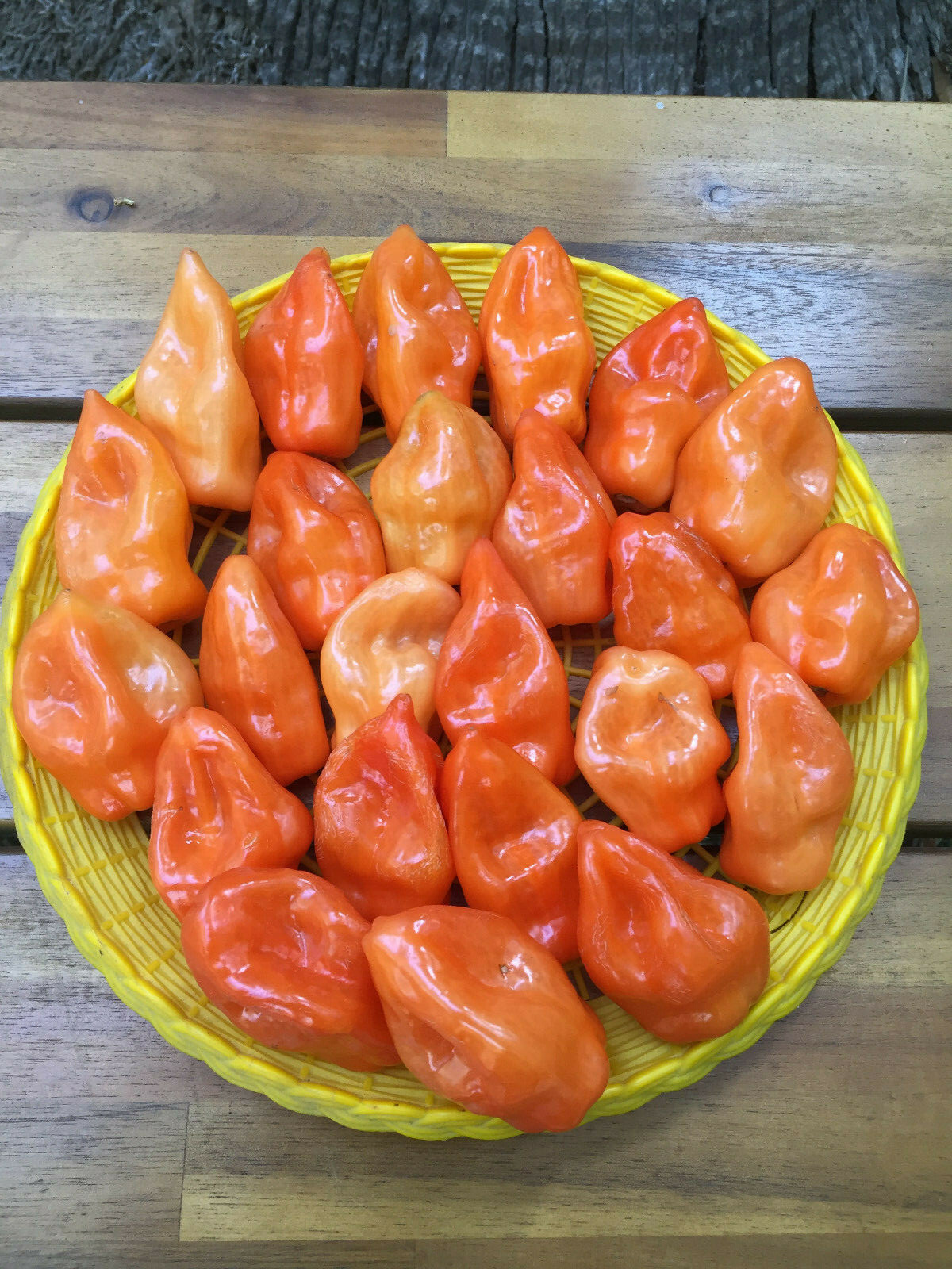 Yucatan Viper Chili Pepper Chile Nauyaca Habanero Extremely Hot Rare 20 SEEDS