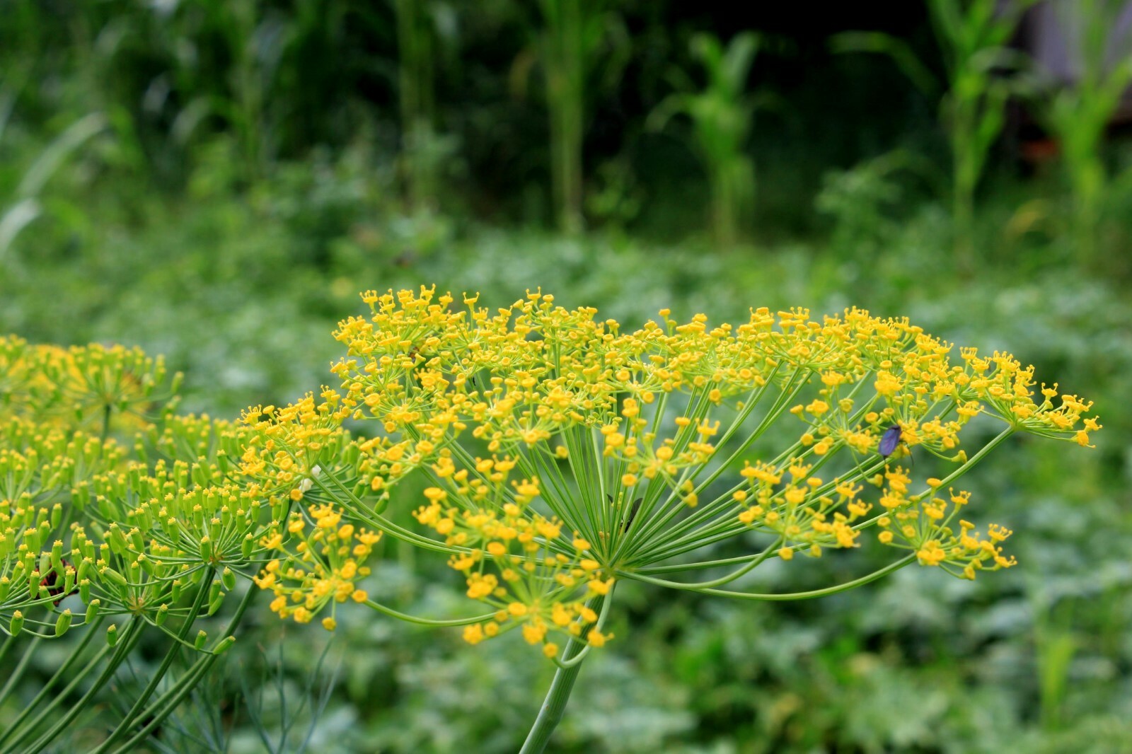 App 50 Dill Seeds Distinctively Aromatic Herb Market Home Gardening Pickles!