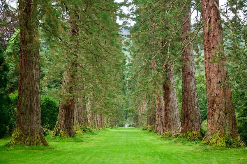 Sequoiadendron giganteum Giant Sequoia Tree -Standard Tree or Bonsai- 10 Seeds