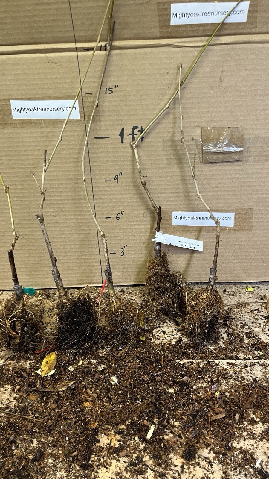 Wisteria floribunda Black Dragon (Double flowering variety) 1 yo grafted plant