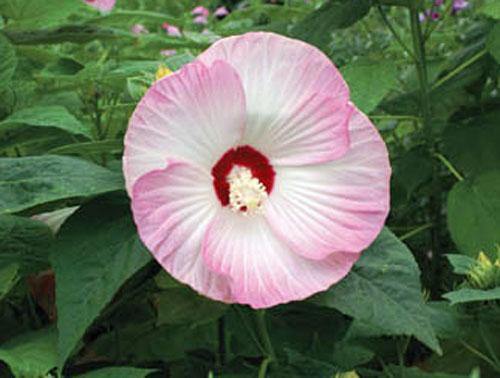 Hibiscus moscheutos | ‘Luna Pink Swirl’ | 20 Seeds