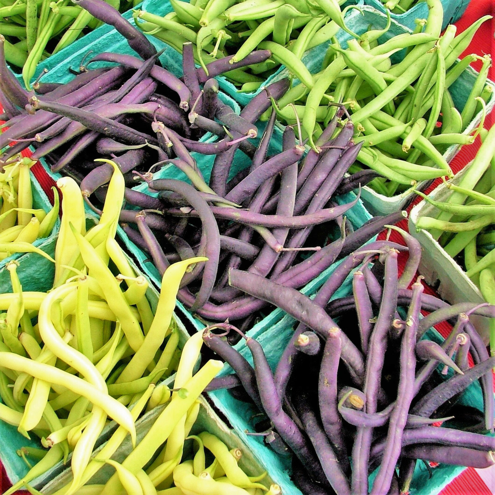Royal Burgundy Bean Seeds | NON GMO Purple Green Beans Vegetable Seed 2024