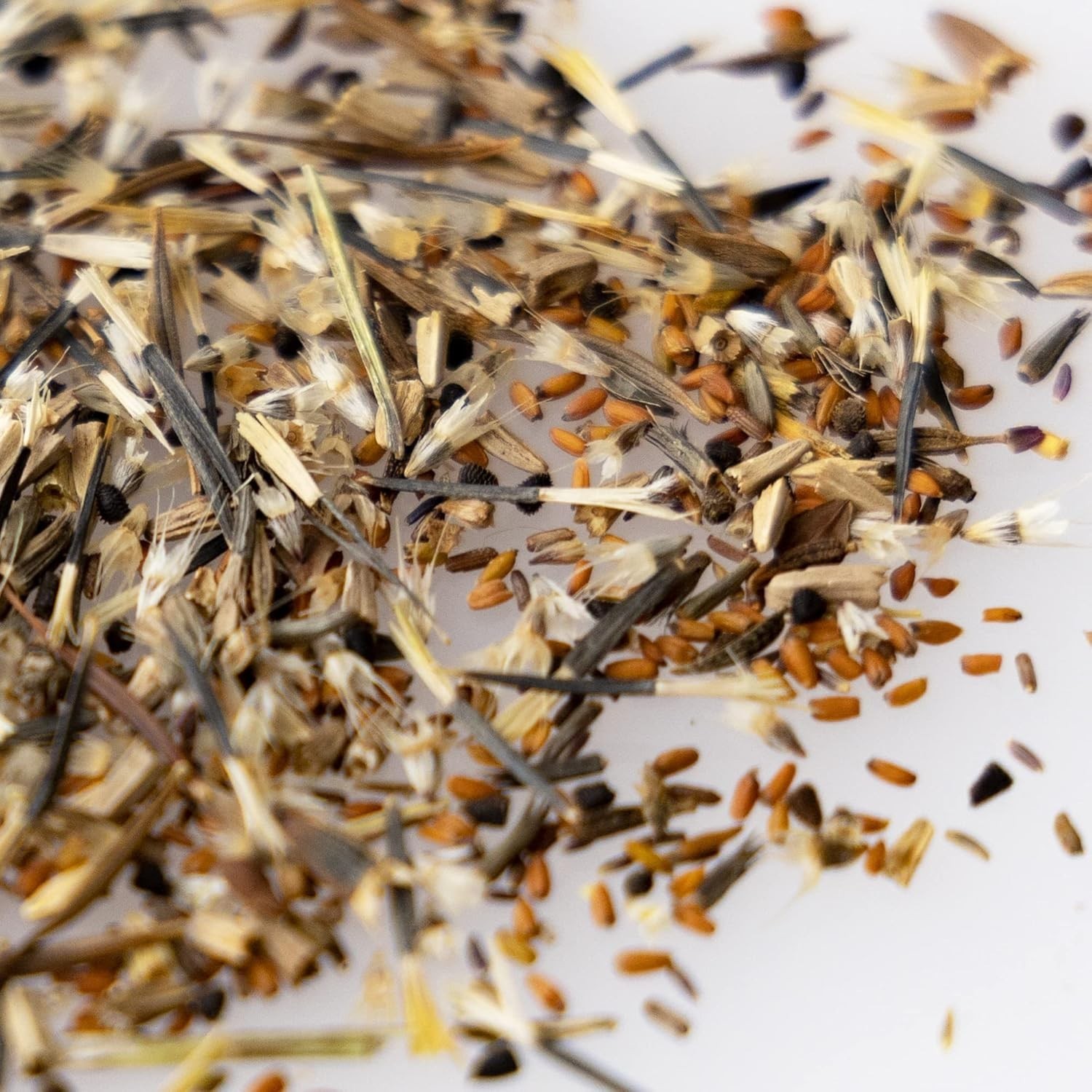 100,000+ Heirloom Wildflower Seeds – Save The Monarchs for Vibrant Gardens