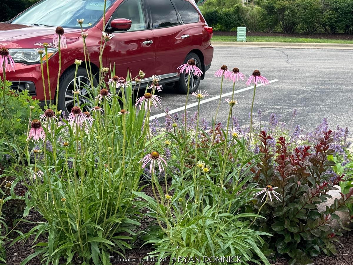 BULK SEEDS!…Echinacea pallida…Pale Purple Native Coneflower…QTY/bag=250