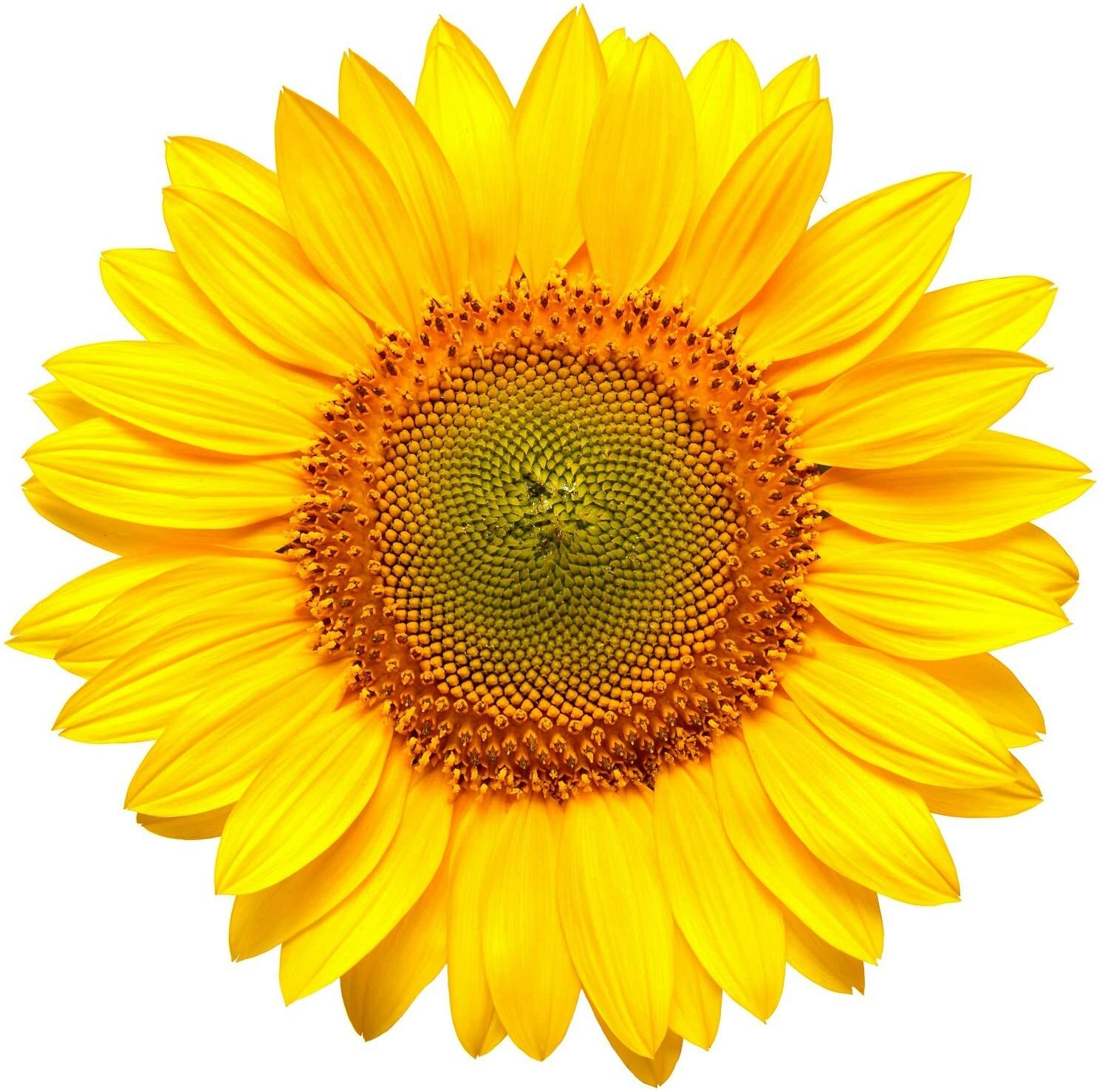 50 Grey Striped Mammoth Sunflower Seed to Plant Huge Vibrant Flowers