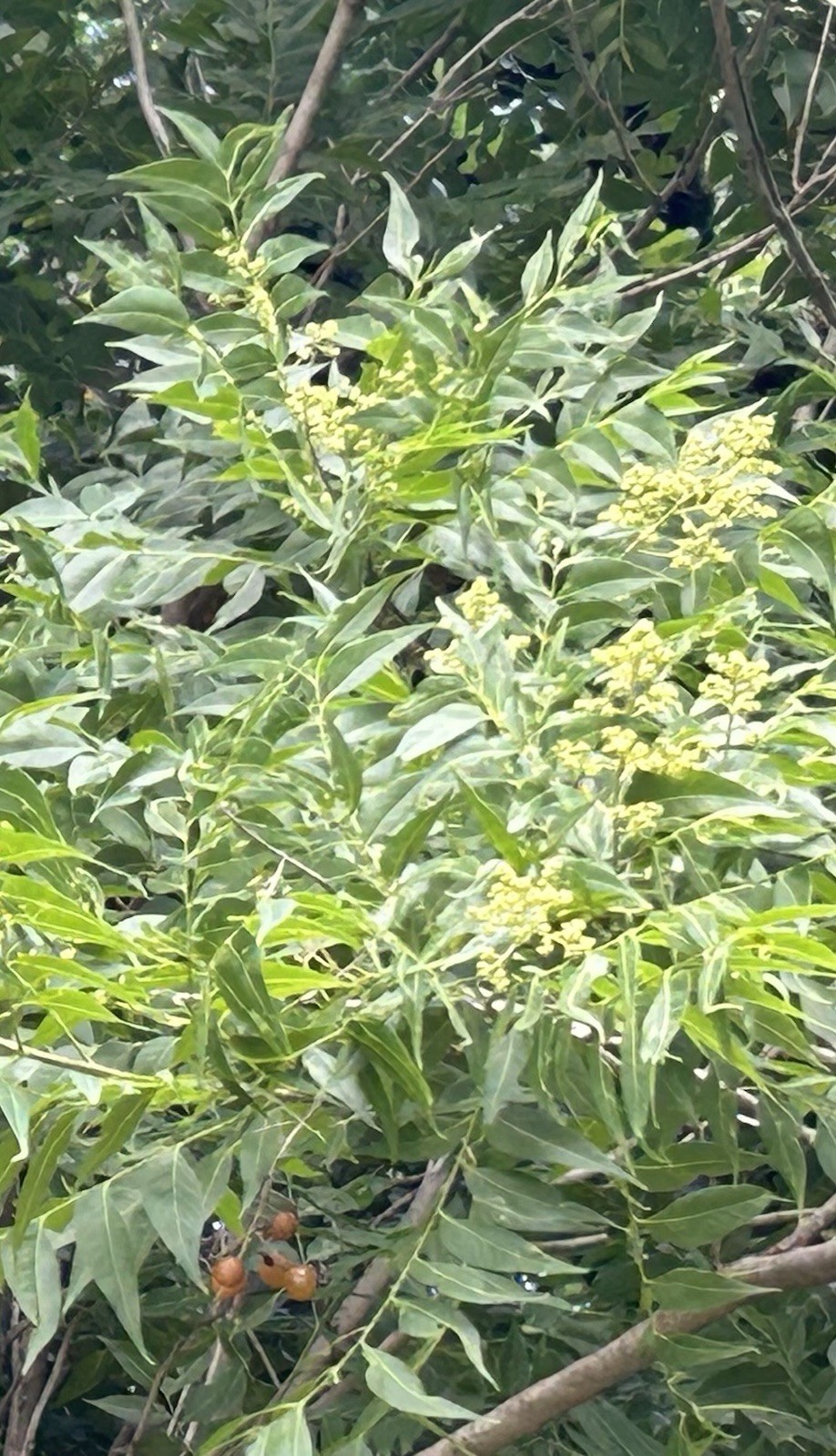 western soapberry (Sapindus saponaria var. drummondii)- 50 whole seeds ($15.00)