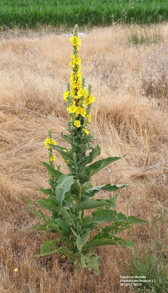 Mullein Seed, (Verbascum Thapsus) Organic