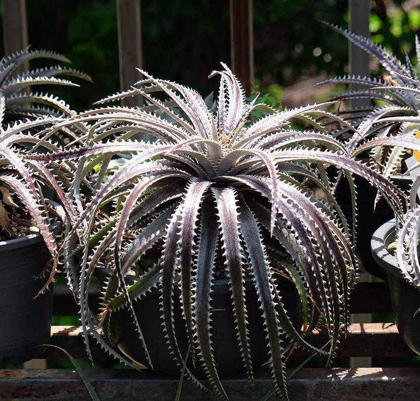 Dyckia fosteriana ( bromeliad ), 15 seeds