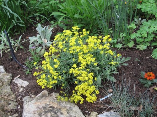 Alyssum Basket of Gold Garden Flower By Seed Kingdom 1,000 Seeds