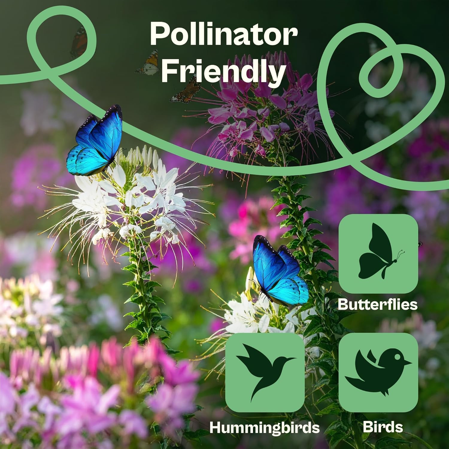 1600 Spider Plant Seeds (Cleome Hassleriana) – Cleome, Spider Pink Flower Seed P