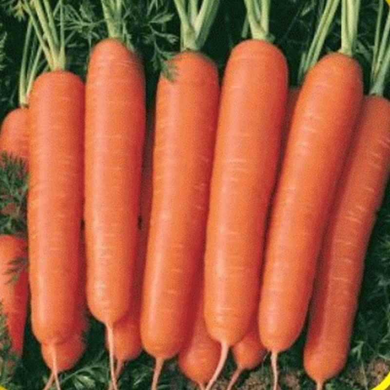 16,000 Scarlet Nantes Carrot Seeds for Planting Heirloom NonGMO 28+ Grams Gar…