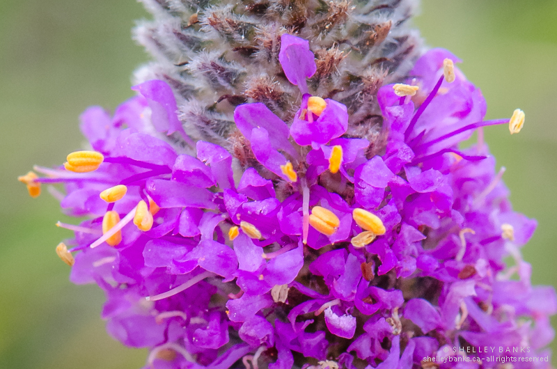 500+PURPLE PRAIRIE CLOVER Seeds Wildflower Nitrogen Fixing Drought Heat Cold