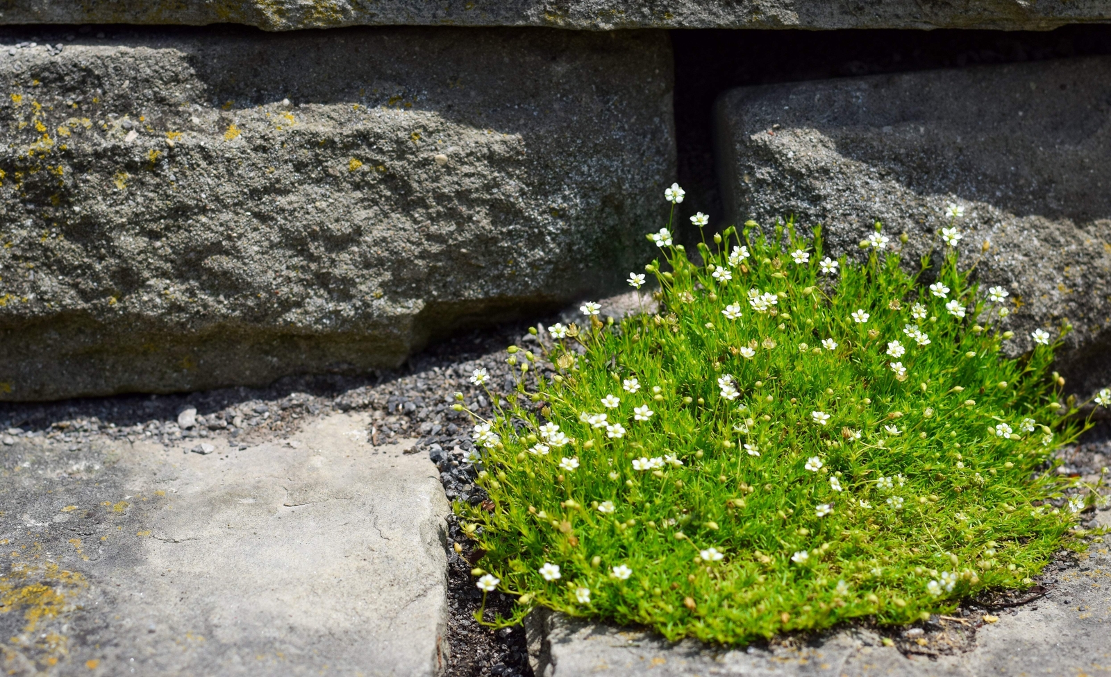 50 IRISH MOSS Groundcover Heath Pearlwort Sagina Subulata White Flower Seeds