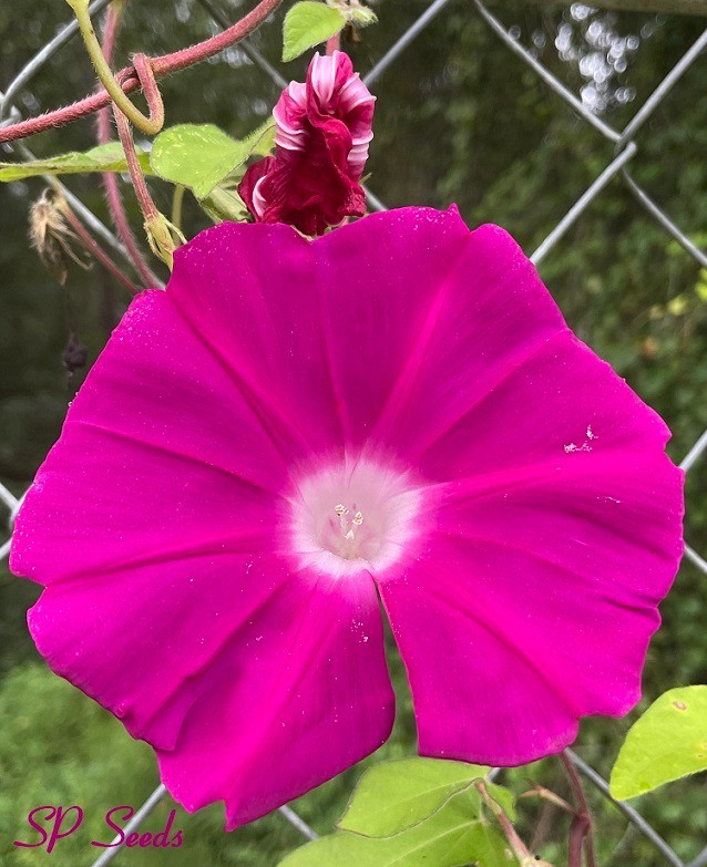 Dianagon – Japanese Morning Glory – ipomoea NIL – 5 seeds – Flowers Vine Pink