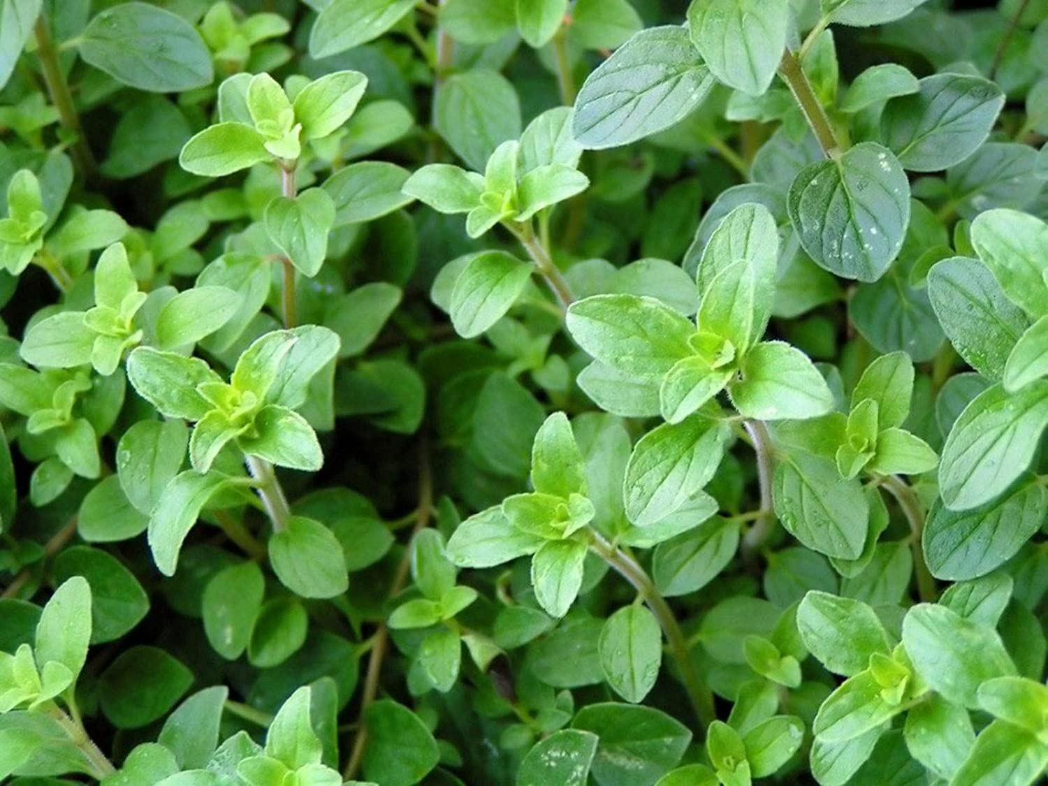 Oregano Herb Seeds, Oregano Seeds,”Cool Beans N SPROUST” Brand. Home Gardening.