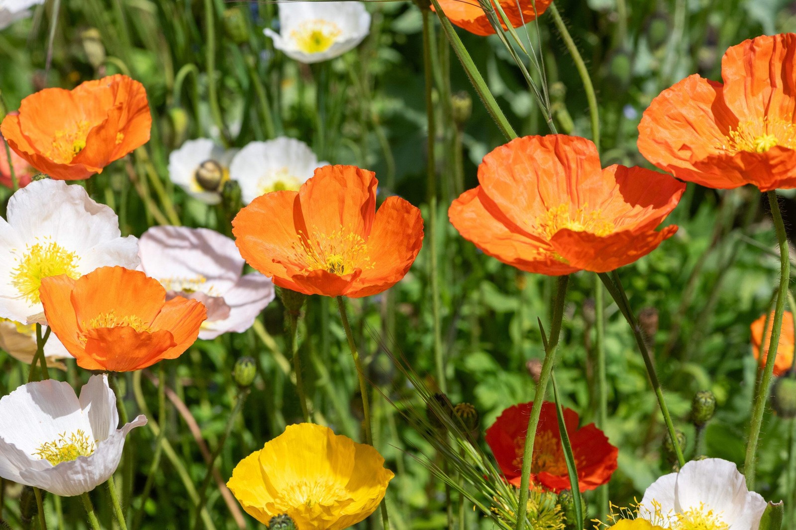 2500 ICELAND POPPY MIXED COLORS Papaver Nudicaule Flower Seeds *Flat S/H