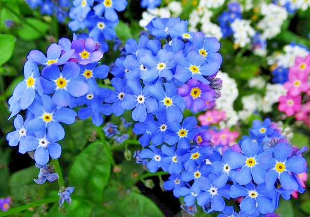 200 FORGET ME NOT SEEDS | 2026 SALE FREE SHIPPING NON GMO HEIRLOOM
