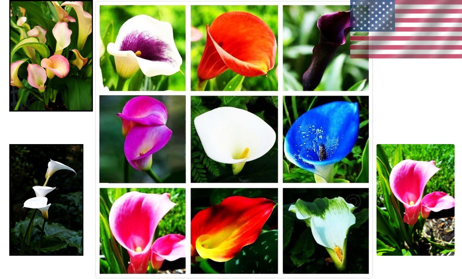 Colorful Calla Lily Seeds: 100 Heirloom Seeds for Indoor & Outdoor Beauty