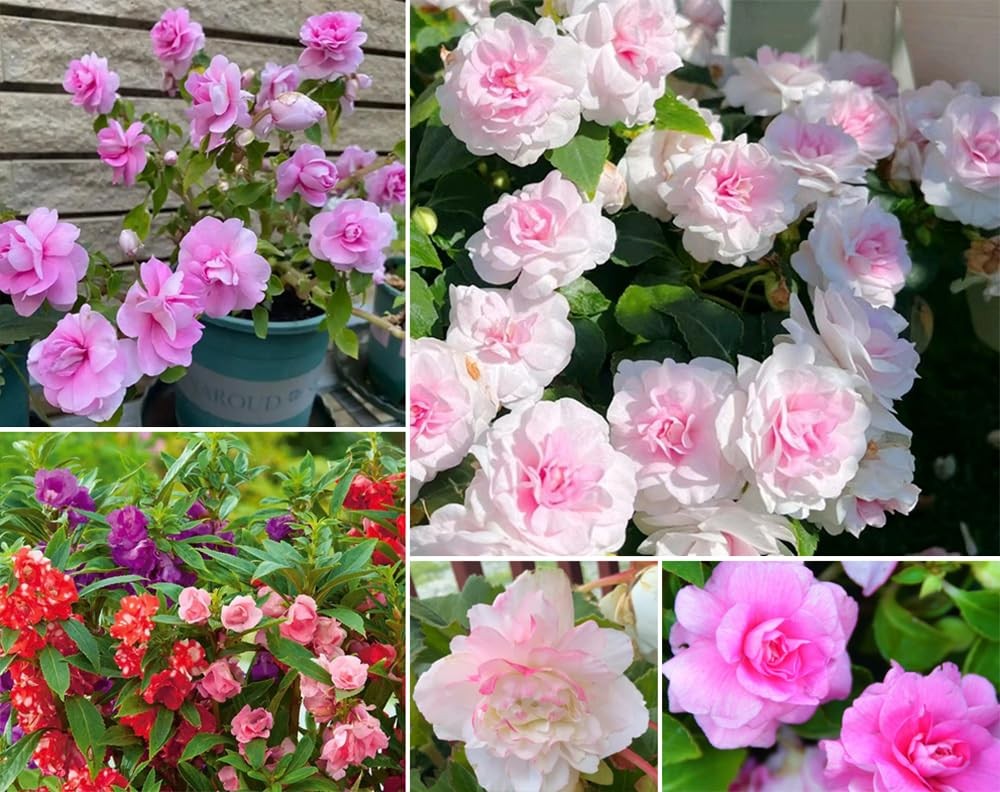 100+ Impatiens Seeds Mix for Garden Planting | Camelia Flowered Variety