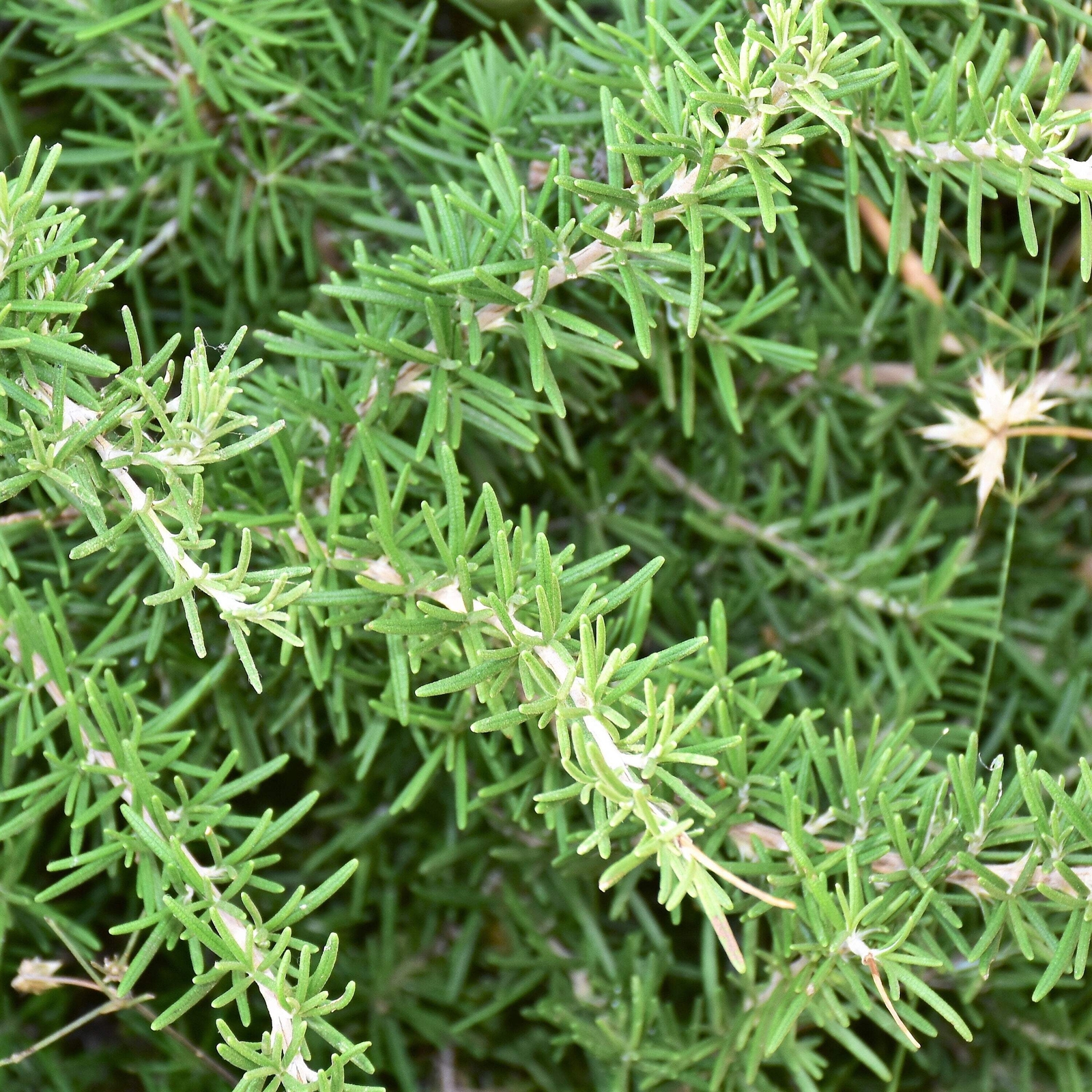 40 CONEHEAD THYME Thymus Capitatus Thymbra Mediterranean Herb Flower Seeds