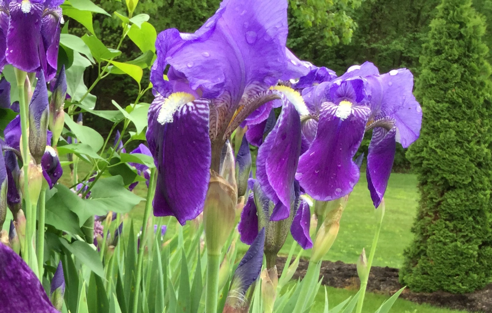 LOT of 3 Tall Dark Purple Old Fashioned Bearded Iris Rhizomes Bulbs
