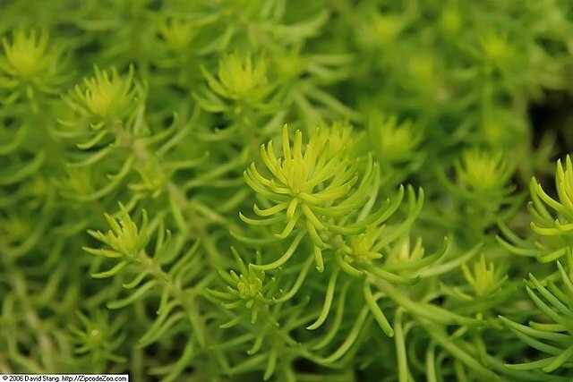 SEDUM ANGELINA 200 SEEDS, HARDY SEDUM, YELLOW FLOWERS IN SUMMER, EZ TO GROW.